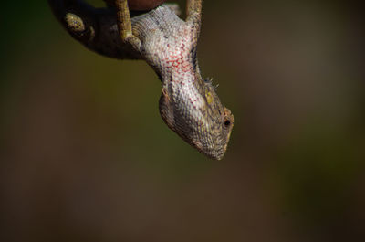 Close-up of lizard on leaf