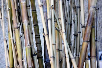 Full frame shot of bamboo plants