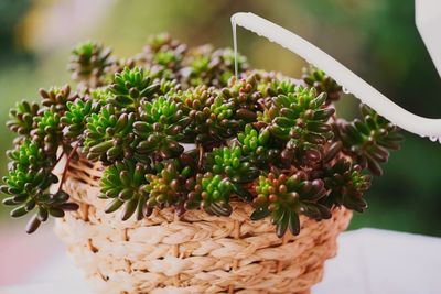 Close-up of potted plant in basket on table