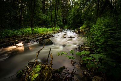 Stream flowing amidst trees in forest