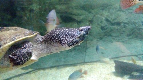 Fish swimming in sea