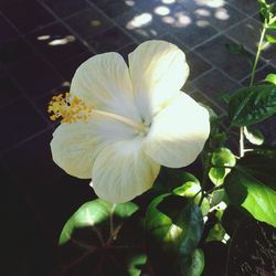 flower