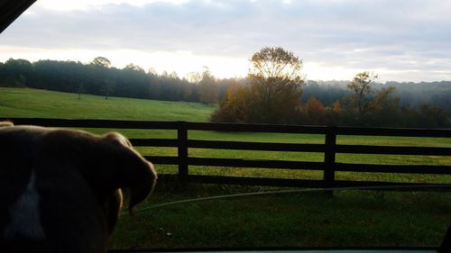 Dog on field against sky