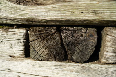 Close-up of wooden log in forest