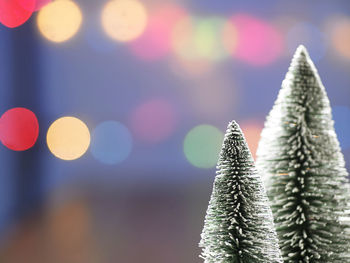 Close-up of christmas trees on table
