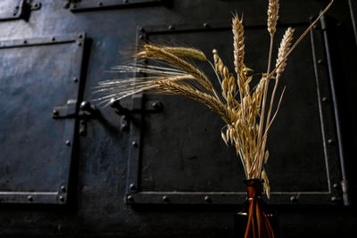 Low angle view of crops against wall