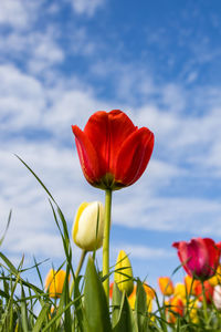 Close-up of pink tulips