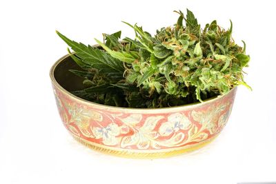 Close-up of potted plant against white background