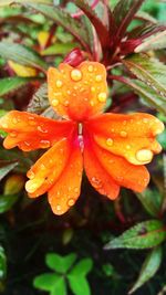 Close-up of wet orange flowers blooming outdoors