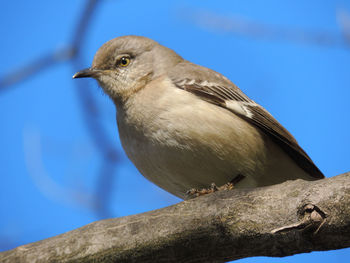 Low angle view of bird perching on tree against sky