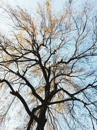 Low angle view of bare tree against sky