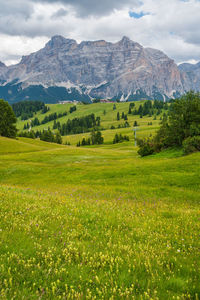 Scenic view of field against sky