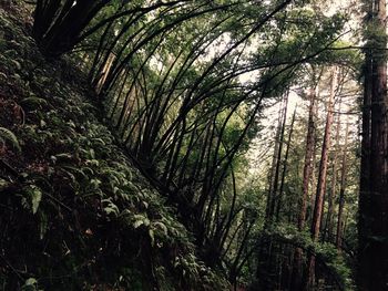 Low angle view of trees against sky