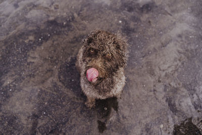High angle view of dog on wet land