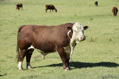 Cows grazing on field