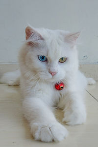 Close-up portrait of white cat