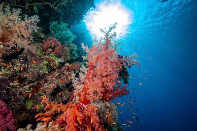 View of fish swimming underwater