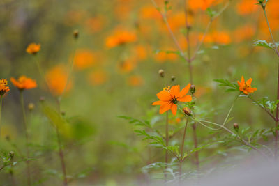 Close-up of orange cosmos flowers blooming outdoors