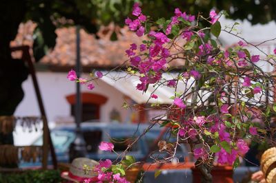 Close-up of pink flowers