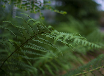 Close-up of fern leaf