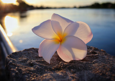 Close-up of white flowering plant by lake