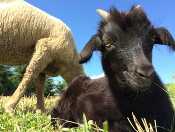Close-up of sheep grazing on field against clear sky