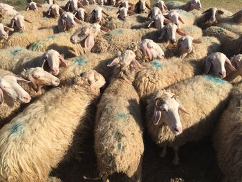 Flock of sheep on farm