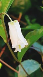 Close-up of white flowering plant