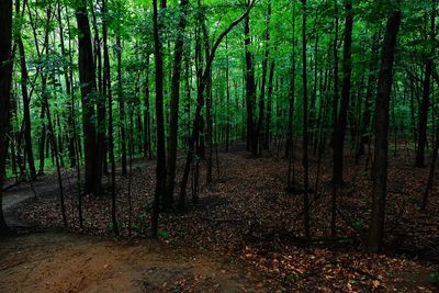 Trees in forest