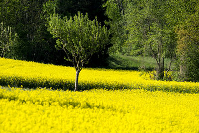 Scenic view of oilseed rape field