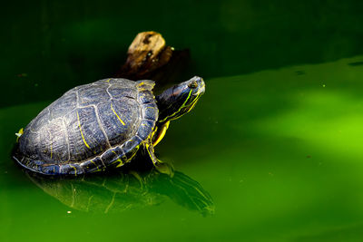 Close-up of turtle swimming in water