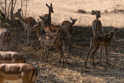 Impalas on field