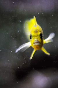 Yellow swimming in water