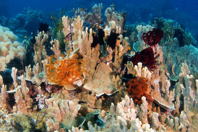 View of fish swimming in sea