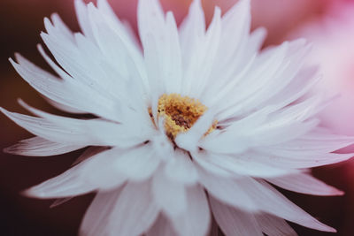 Close-up of white flower