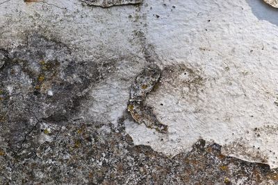 High angle view of a lizard on rock