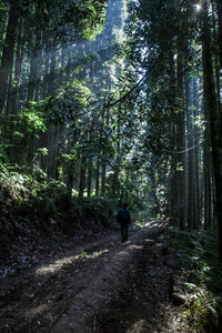 Rear view of man walking on road amidst trees in forest