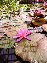 Lotus water lily in pond