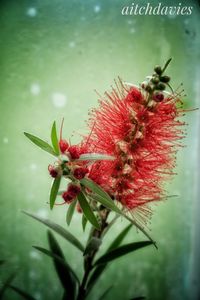 Close-up of red flowers