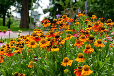 Close-up of yellow flowering plants on field
