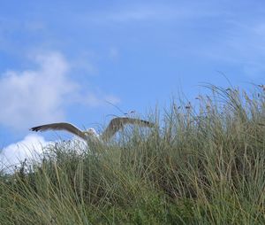 Plants growing on field against cloudy sky