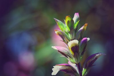 Close-up of pink flowering plant