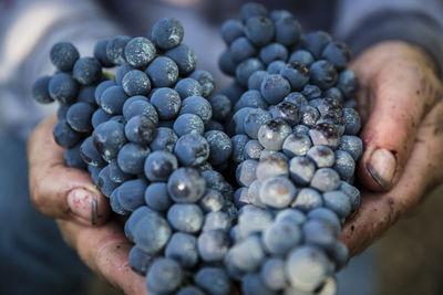 Close-up of hand holding grapes