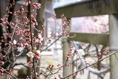 Pink cherry blossoms in spring