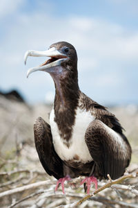 Close-up of bird