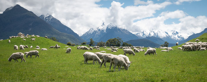 Panoramic shot of sheep grazing on a green meadows, mountains in backdrop, glenorchy, new zealand