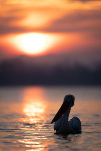 Close-up of bird in lake during sunset