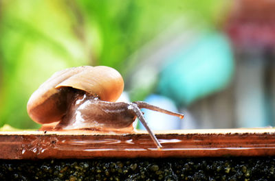 Close-up of snail