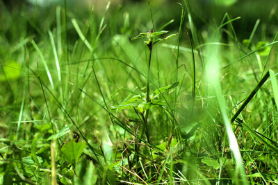 Close-up of fresh green grass in field