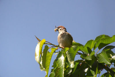 Low angle view of bird perching on plant against sky